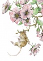 MOUSE ROSE