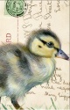 DOUBLE CARD WITH ENVELOPE DUCKLING