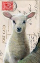 DOUBLE CARD WITH ENVELOPE LAMB