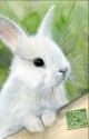 DOUBLE CARD WITH ENVELOPE WHITE BUNNY