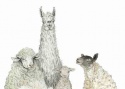 PLAYING SHEEP