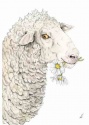 DAISY SHEEP